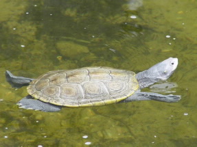 Diamondback Turtle