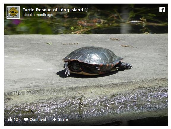 Painted turtle