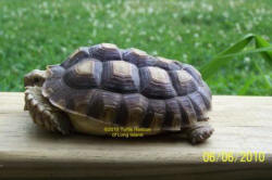 sulcata