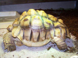 sulcata