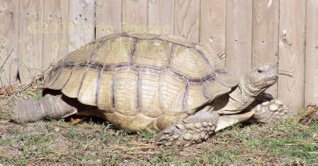 sulcata