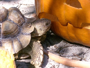 Not afraid of that big bad Jack O Lantern.